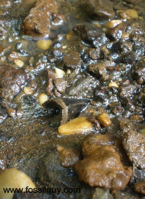 A fossil mosasaur tooth shown as found. These are difficult to find around Big Brook.