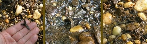 Fossils From Big Brook, New Jersey