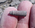 cephalopod Fossils