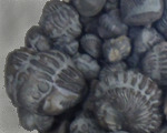 Trilobite Fossils