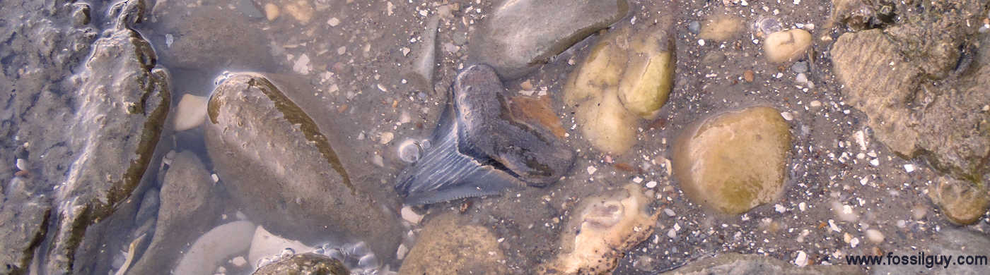 Megalodon Shark Tooth at the Calvert Cliffs