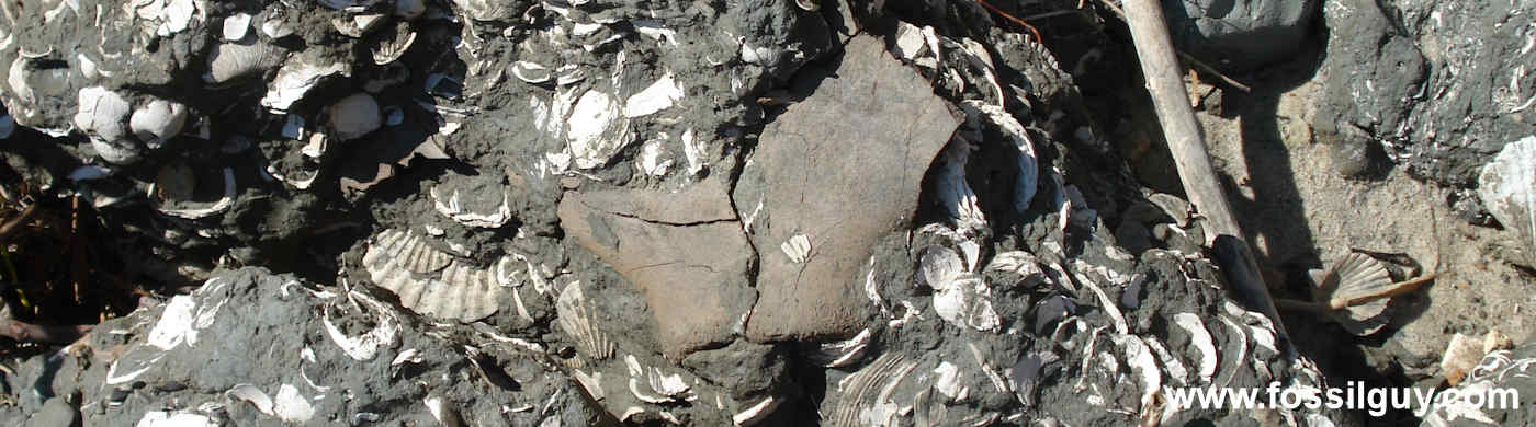 Whale Scapula Section at the Calvert Cliffs - Vertebrate Fossils