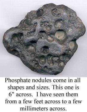Phosphate pebble from PCS mine, Aurora, NC