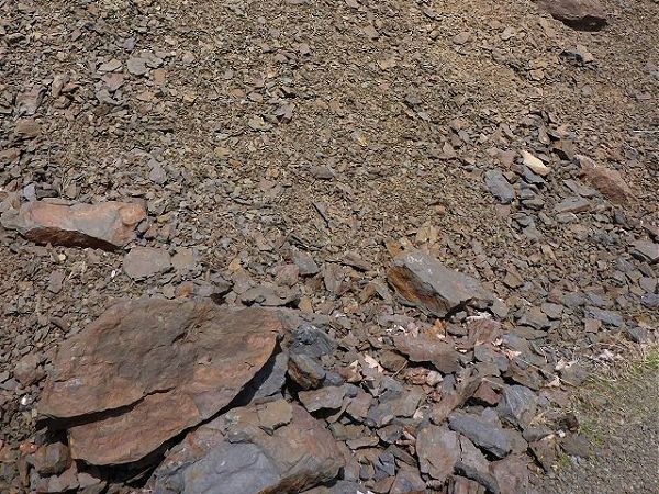 Middle Devonian of Pennsylvania and West Virginia - Fossil Hunting Location