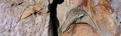 Mahantango Formation Fossils, PA and WV