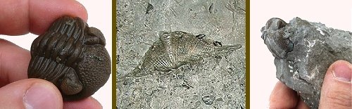 Fossils From the Devonian of Ohio