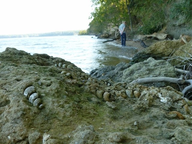 Potomac River Fossils - Fossil Hunting Location