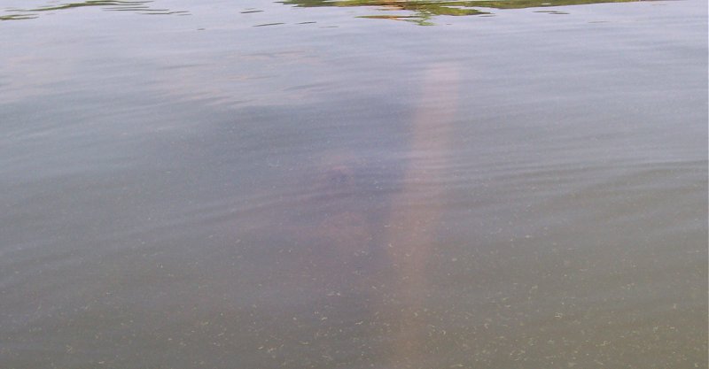 Debris field in Mallows Bay