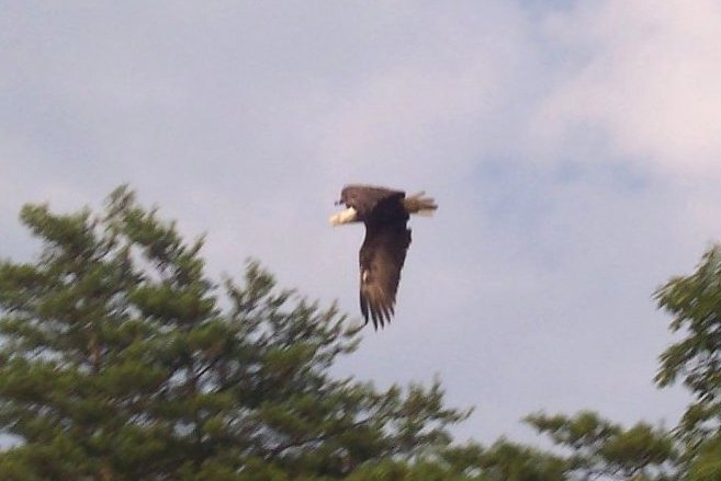 Eagles at Mallows Bay Ship Graveyard