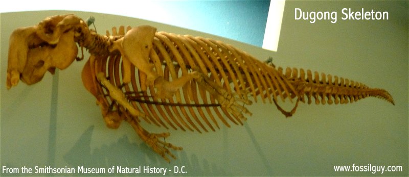 Dugong Skeleton