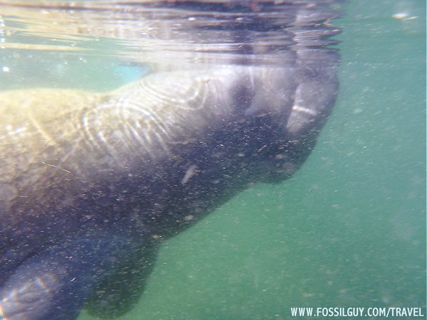 Snorkeling with a Manatee in Crystal River, Florida