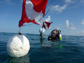 Diving and Dive Charters for Venice Beach, Florida