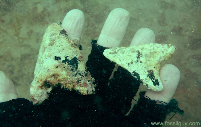 Diving off Venice Beach for Megalodon Teeth