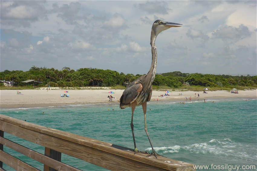 View of the beach from the Venice Fishing Pier. The beach around the Pier is a good place
to look for Fossil Shark Teeth