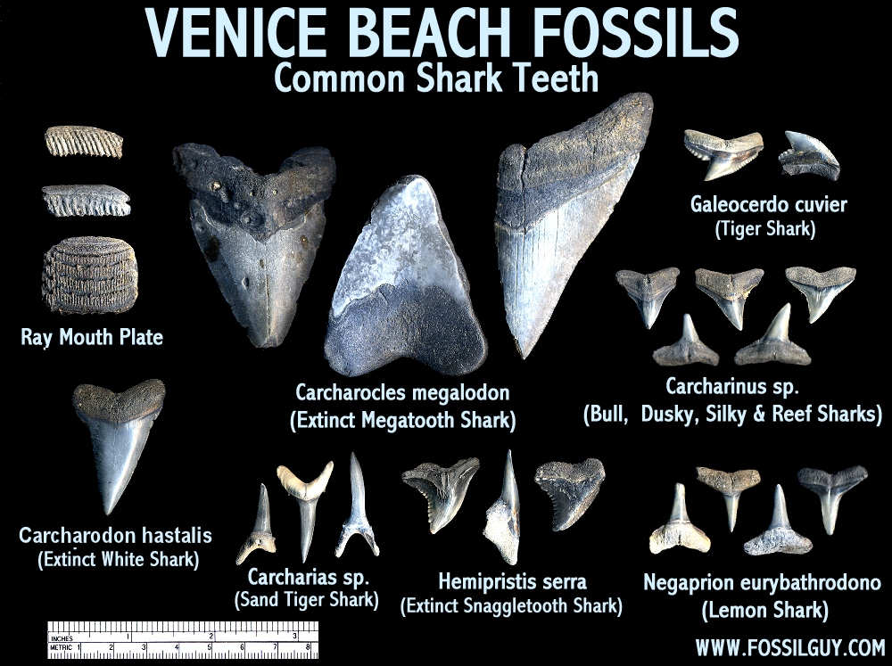 Fossil Shark Teeth Identification of Venice Beach, Florida