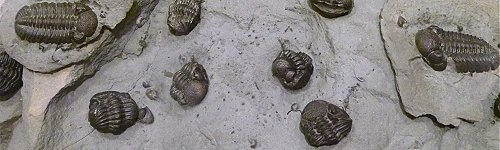 Fossils From the Devonian of Western New York