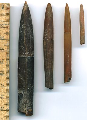 belemnite fossils