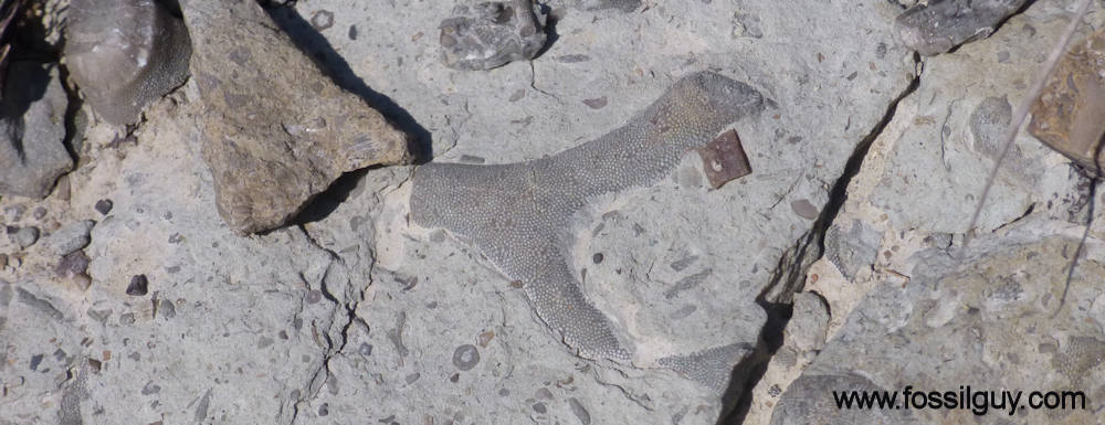 Bryozoa Fossils are abundant at Caesar Creek
