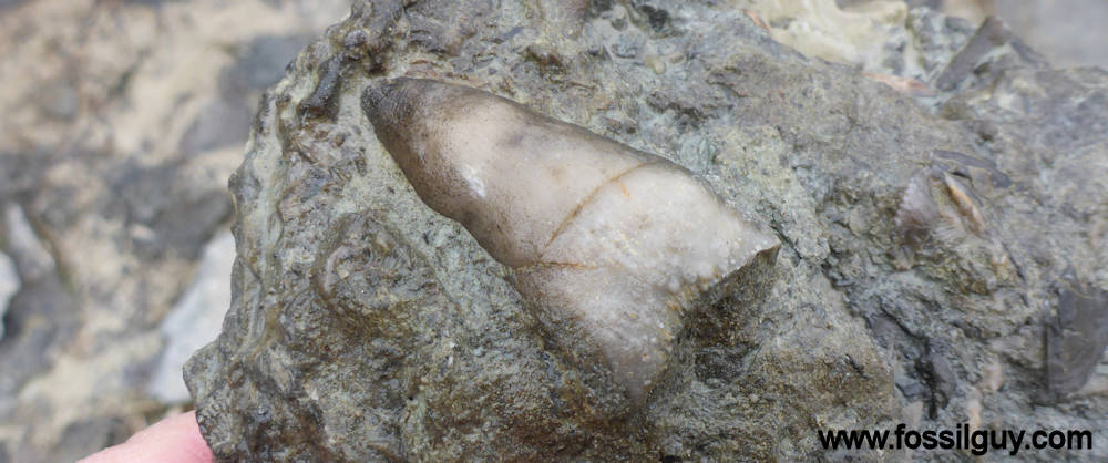 Coral Fossils are abundant at Caesar Creek
