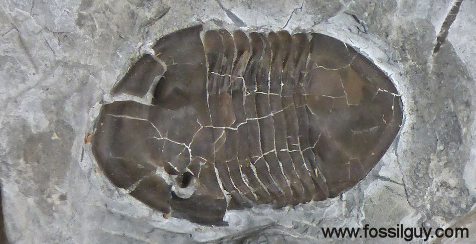 Isotelus Trilobite from the Caesar Creek Visitor Center