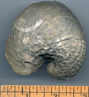 exogyra pelecypod fossil