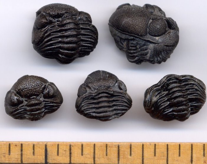 devonian trilobites