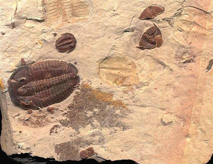 Closer look at the two red elrathia trilobite fossils