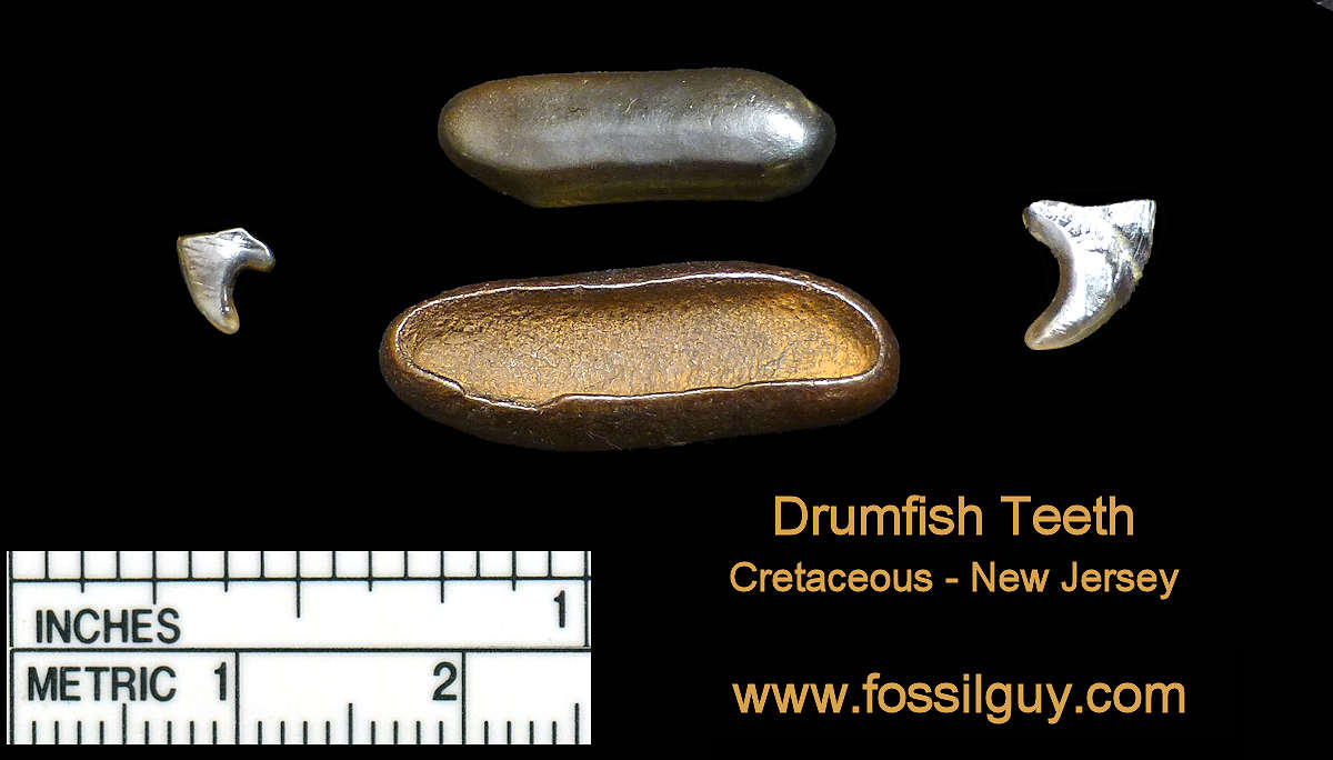 Drumfish Fossil teeth at Big Brook
