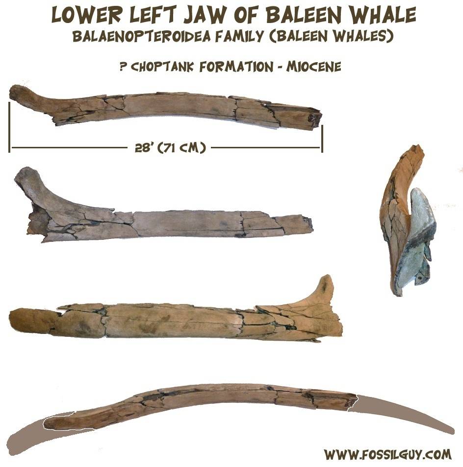 fossil baleen whale lower jaw from the calvert formation - miocene fossil