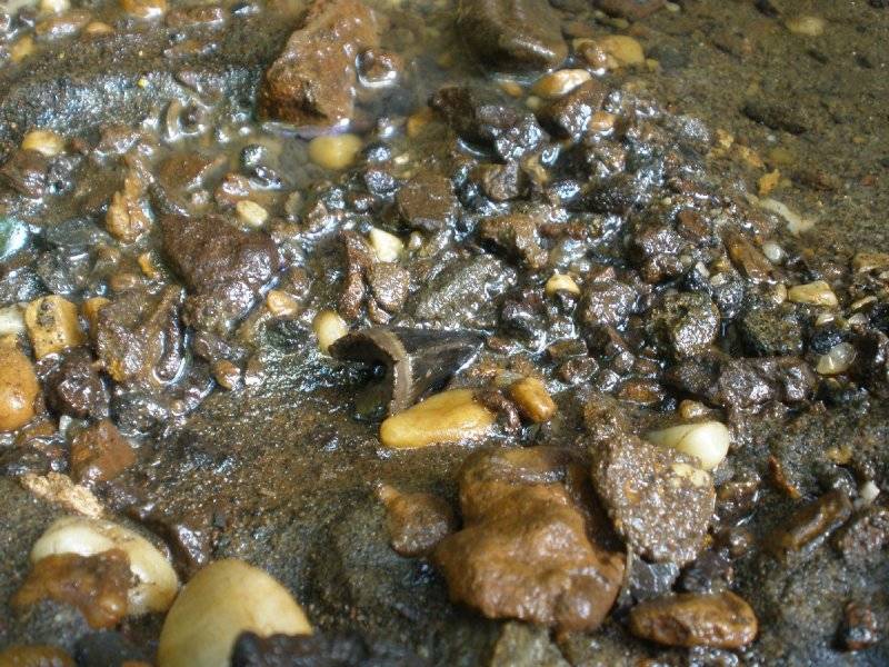 Mosasaur Fossil Found at Big Brook