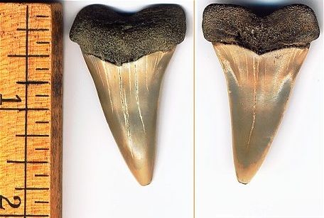 Extinct white Fossil Shark Tooth in Matrix - C. hastalis - Calvert Cliffs of Maryland