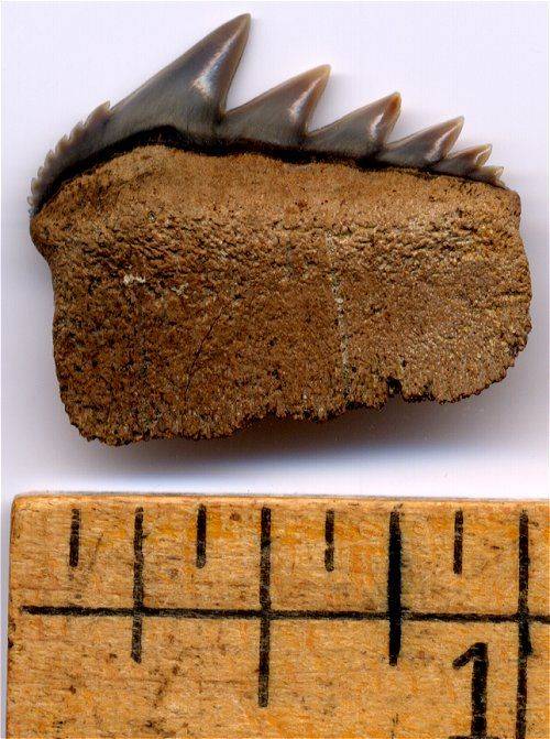 Shark Teeth, Shark Vertebrae, Megalodons