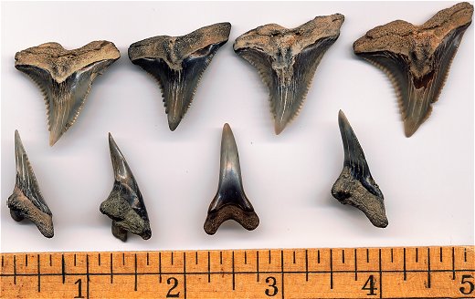 Snaggletooth shark teeth from Calvert Cliffs of Maryland