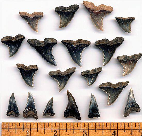 Snaggletooth shark teeth from Calvert Cliffs of Maryland