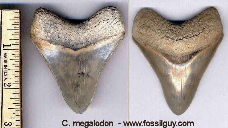 Megalodon shark tooth from North Carolina
