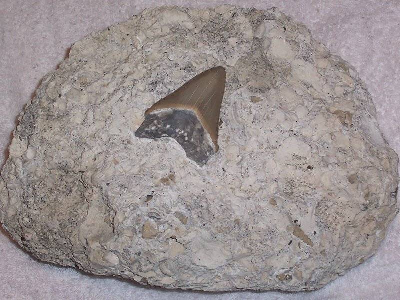 Subauriculatus shark tooth from shark tooth from North Carolina