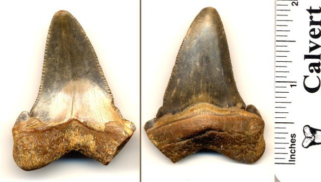 Carhcarocles angustidens shark tooth from South Carolina