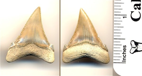 Carhcarocles angustidens shark tooth from South Carolina