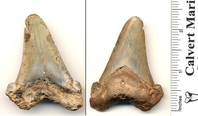 Carhcarocles angustidens shark tooth from South Carolina