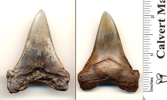 Carhcarocles angustidens shark tooth from South Carolina