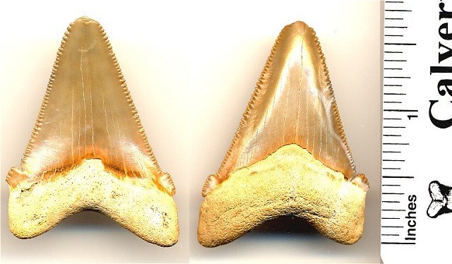 Carhcarocles angustidens shark tooth from South Carolina