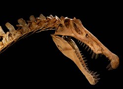 Spinosaurus gallery