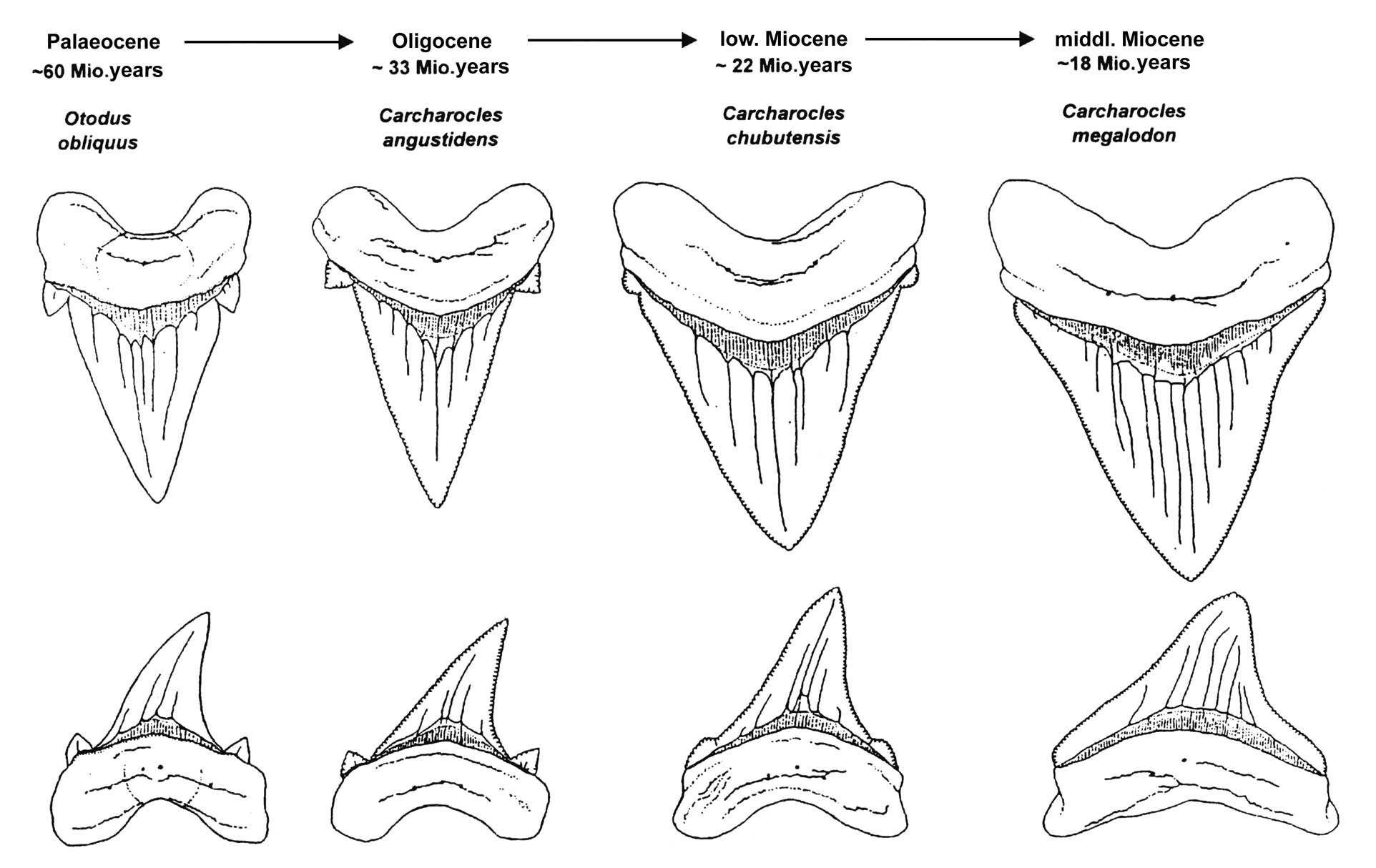 meg.evolution.jpg