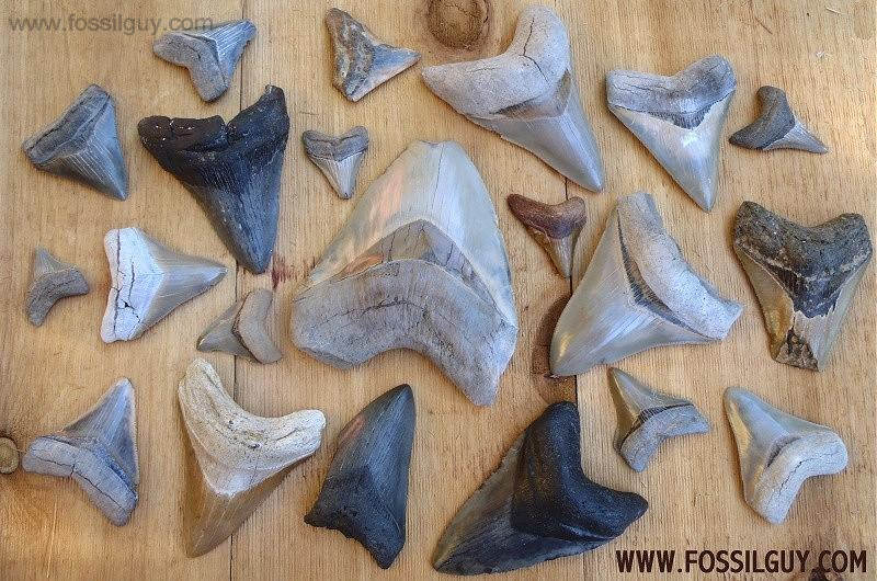 megalodon fossil shark teeth - different sizes