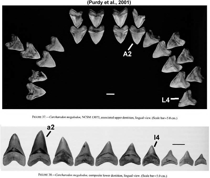 Partial Associated Megalodon Dentition from Purdy et al., 2001.