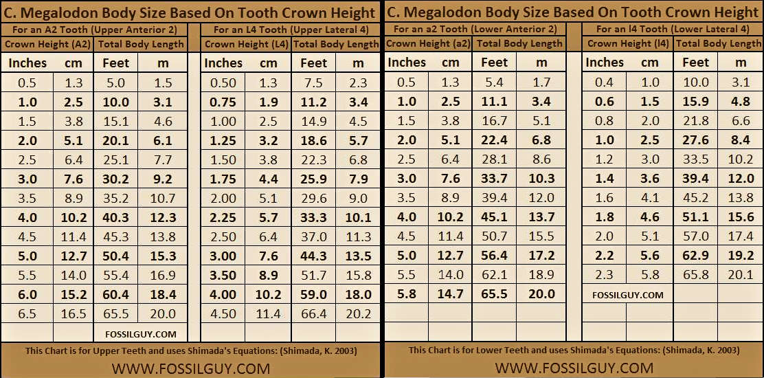 fossilguy com the size of the megalodon shark megalodon shark tooth size chart