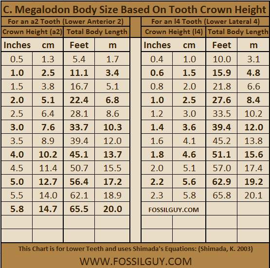 Teeth Size Chart