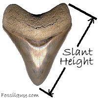 Slant Height Measurement of a Megalodon Shark Tooth