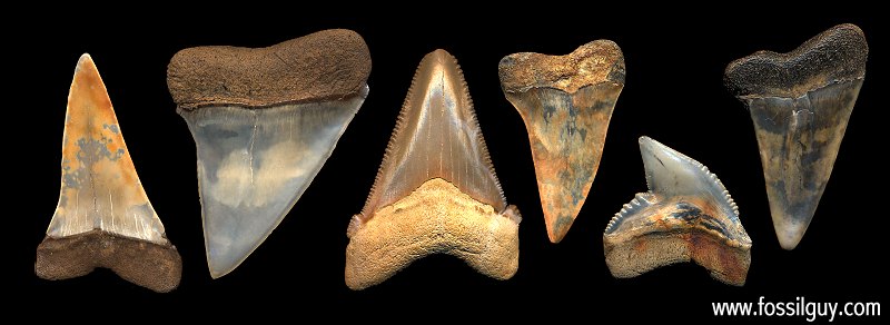 Multicolored fossil shark teeth
