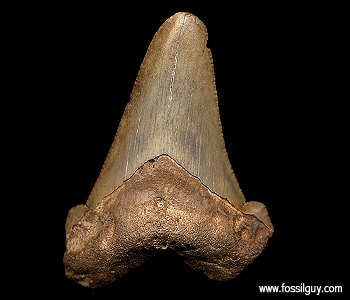Fossil Shark Tooth from The South Carolina Blackwater Rivers